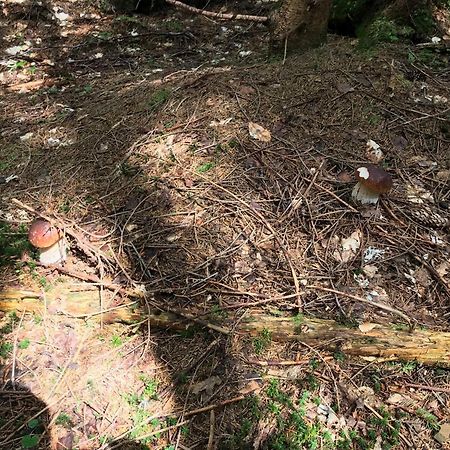 Садиба Червона Калина Private Estate Chervona Kalyna Jaremcse Kültér fotó